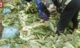老坛酸菜牛肉面爆料视频,真相与争议并存