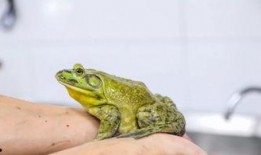 牛蛙饲养爆料怎么做的视频,跟随视频学习养殖技巧