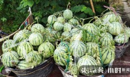 康县网红吃瓜是啥意思,网络热词背后的文化解读