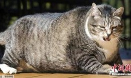 网红胖猫事件最新爆料,最新爆料揭露惊人内幕