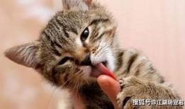 猫咪新皮肤爆料视频,猫咪新皮肤惊艳亮相！揭秘爆料视频中的亮点与细节