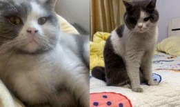 猫咪新皮肤爆料视频,猫咪新皮肤惊艳亮相！揭秘爆料视频中的亮点与细节