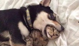 二狗最大爆料视频,一场娱乐圈的惊天内幕大公开