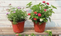 武汉住宅爆料事件视频最新,揭露楼顶违建背后的真相