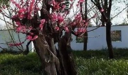 虎刺在线观看,揭秘神秘虎刺家族的传奇故事