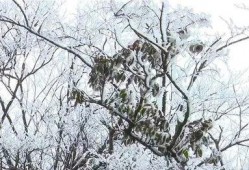 爆料新余下雪的视频,银装素裹，冬日美景如画”