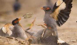 策划八哥爆料视频大全,视频大全背后的精彩故事