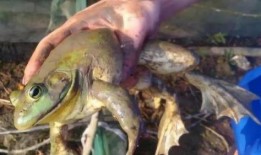 牛蛙饲养爆料怎么做的视频,跟随视频学习养殖技巧