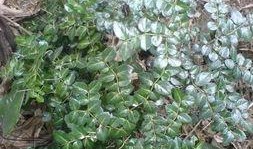 虎刺在线观看,揭秘神秘虎刺家族的传奇故事