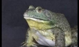 牛蛙饲养爆料怎么做的视频,跟随视频学习养殖技巧