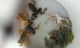 变异牛蛙爆料视频,揭秘视频背后的惊人真相