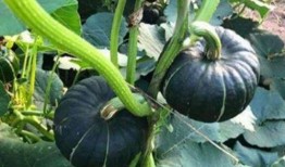 夸克抖音网红吃瓜,夸克抖音网红瓜界风云录