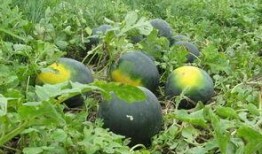 大荔吃瓜最新事件爆料视频,最新爆料视频揭露惊人内幕