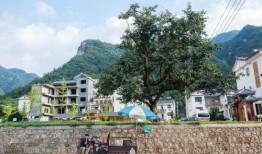 从化汾水村爆料最新消息,揭秘古村落神秘面纱