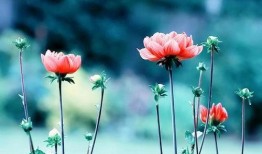 吃瓜网红东北人是谁啊图片,吃瓜网红东北人身份大起底