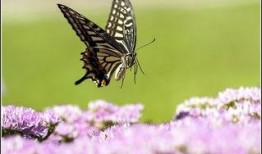 蝴蝶在线观看,一场视觉与心灵的奇幻之旅