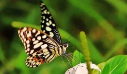 蝴蝶在线观看,一场视觉与心灵的奇幻之旅