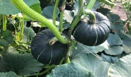 网红视频吃瓜最新网站,最新网站带你畅享热门视频盛宴