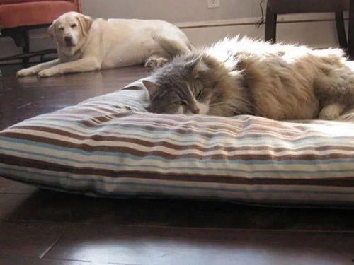 娱乐吃瓜酱狗狗打猫咪,娱乐吃瓜酱现场直播
