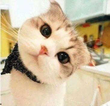 娱乐吃瓜酱桂花猫